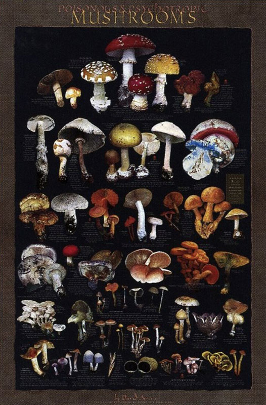 Psychotropic Mushrooms Poster