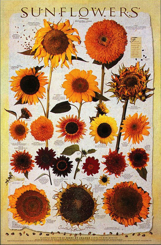 Sunflower Large Poster