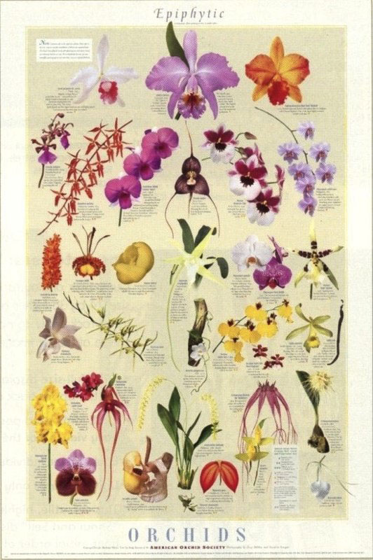 Orchid Epiphytic Poster